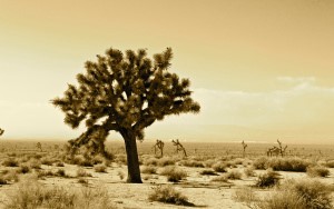 Mojave in winter